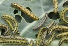 Clear Lakegarden-pests-and-diseases-6.jpg; ?>